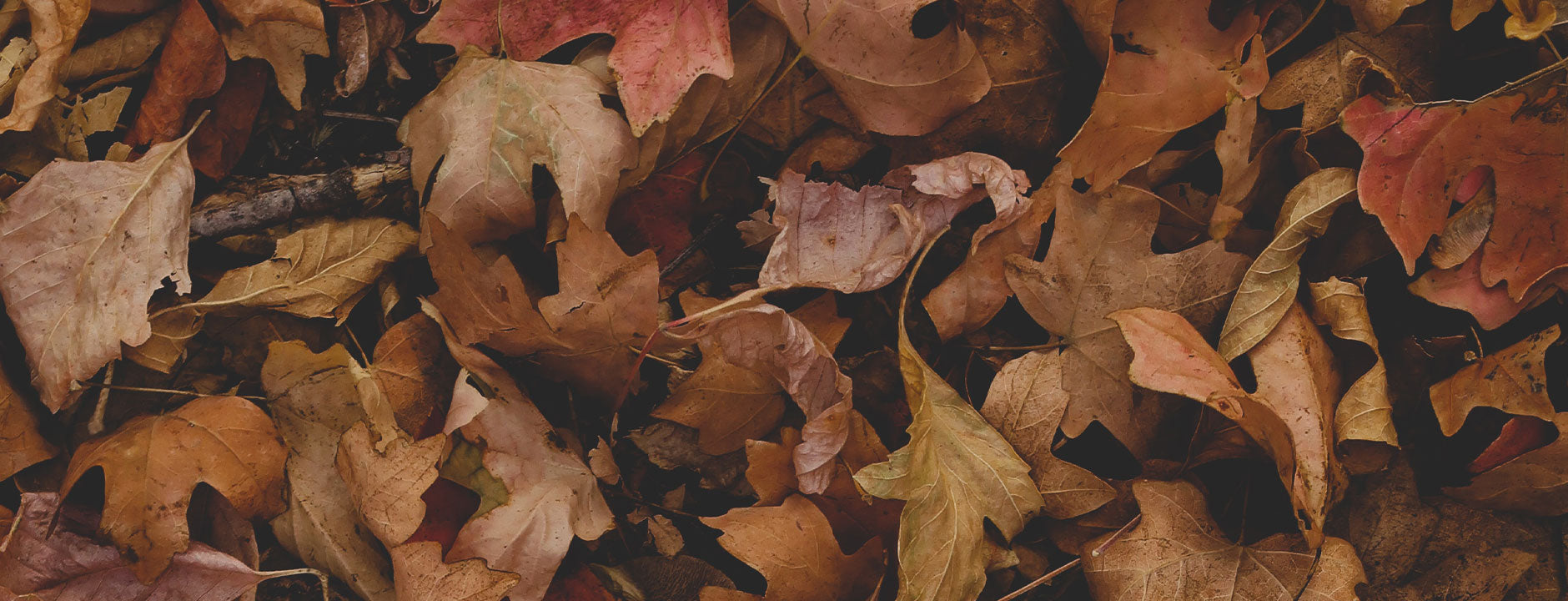 Wander North Georgia