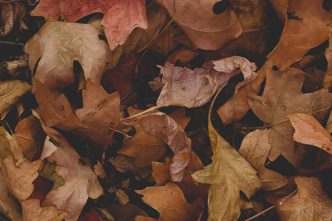 Wander North Georgia